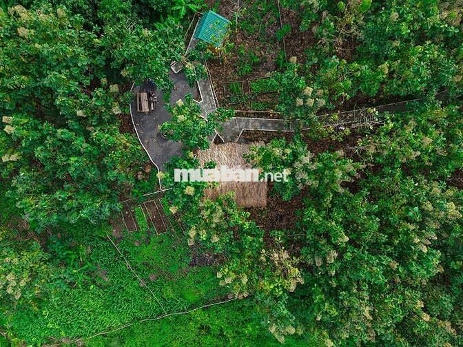 🏞️ Săn mây giữa Định Quán – Vườn giáp suối 1005m² view hồ Trị An 🌿