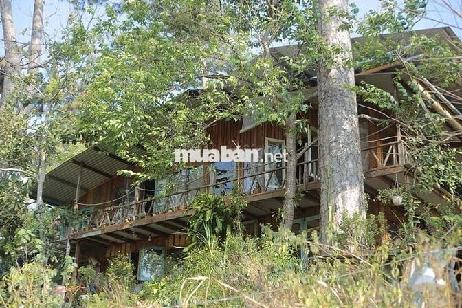 🏡 [CHÍNH CHỦ] NHÀ GỖ 2PN TRONG THUNG LŨNG XANH – NGAY TRUNG TÂM ĐÀ LẠT