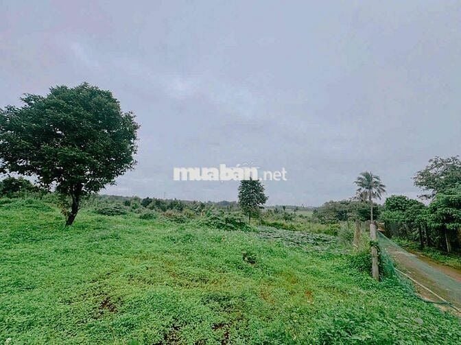 BÁN ĐẤT ĐẸP LÀM HOMESTAY NHÀ VƯỜN ĐẮK LẮK - VIEW CÁNH ĐỒNG RUỘNG