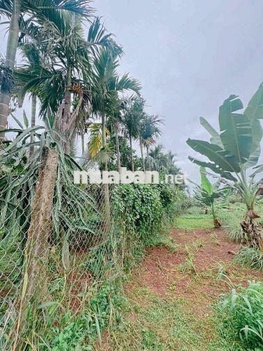 BÁN ĐẤT ĐẸP LÀM HOMESTAY NHÀ VƯỜN ĐẮK LẮK - VIEW CÁNH ĐỒNG RUỘNG