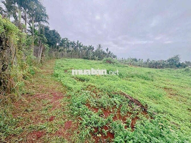 BÁN ĐẤT ĐẸP LÀM HOMESTAY NHÀ VƯỜN ĐẮK LẮK - VIEW CÁNH ĐỒNG RUỘNG