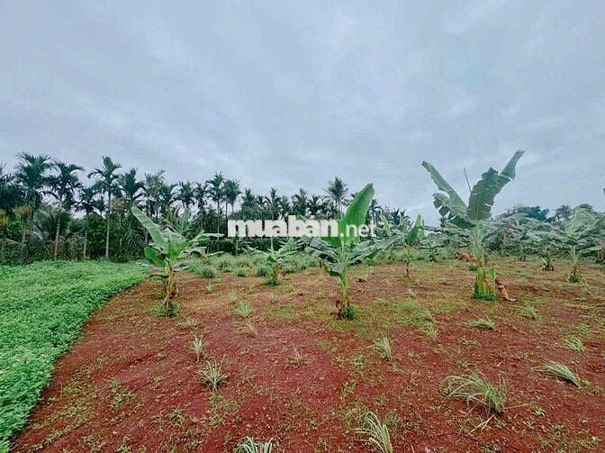 BÁN ĐẤT ĐẸP LÀM HOMESTAY NHÀ VƯỜN ĐẮK LẮK - VIEW CÁNH ĐỒNG RUỘNG