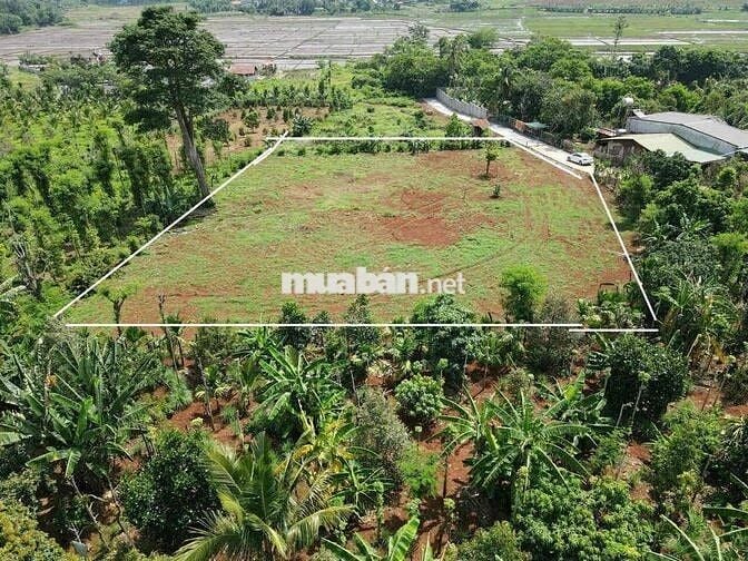 BÁN ĐẤT ĐẸP LÀM HOMESTAY NHÀ VƯỜN ĐẮK LẮK - VIEW CÁNH ĐỒNG RUỘNG