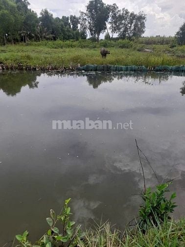 MT SÔNG nhà vườn Phú Hữu Nhơn Trạch giá rẻ 1,7tr/m, oto.SHR chính chủ