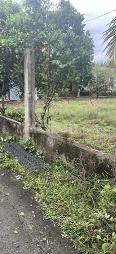 Bán đất Vĩnh Hòa Chợ Lách Bến Tre giá 590tr/1 công . Lộ đan 2.2m 