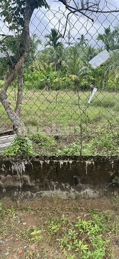 Bán đất Vĩnh Hòa Chợ Lách Bến Tre giá 590tr/1 công . Lộ đan 2.2m 