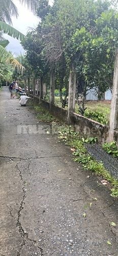 Bán đất Vĩnh Hòa Chợ Lách Bến Tre giá 590tr/1 công . Lộ đan 2.2m 