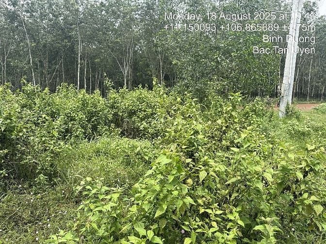 CÔNG TY ĐẤU GIÁ HỢP DANH MINH PHÁP THÔNG BÁO ĐẤU GIÁ TÀI SẢN