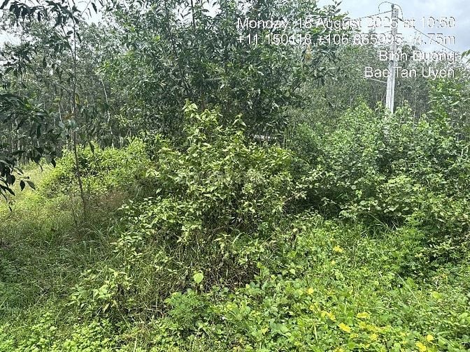 CÔNG TY ĐẤU GIÁ HỢP DANH MINH PHÁP THÔNG BÁO ĐẤU GIÁ TÀI SẢN