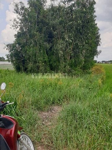 Đất Lúa Đường Lệ Nhà Nước, Xuân Thới Thượng, HM Giá Rẻ 