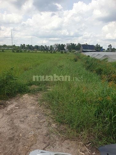 Đất Lúa Đường Lệ Nhà Nước, Xuân Thới Thượng, HM Giá Rẻ 