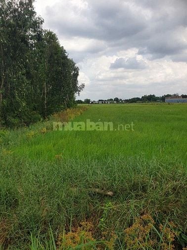 Đất Lúa Đường Lệ Nhà Nước, Xuân Thới Thượng, HM Giá Rẻ 