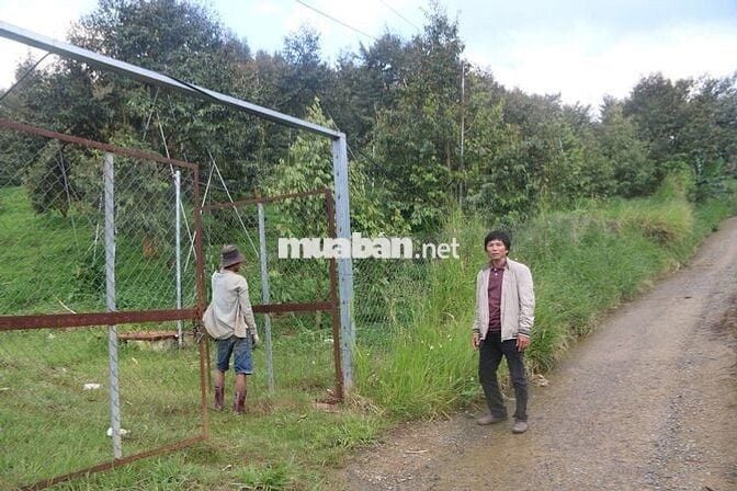 Bán Trang trại 75000m2 Lộc Nam- Bảo Lâm- Lâm Đồng cũ