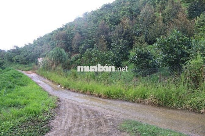 Bán Trang trại 75000m2 Lộc Nam- Bảo Lâm- Lâm Đồng cũ