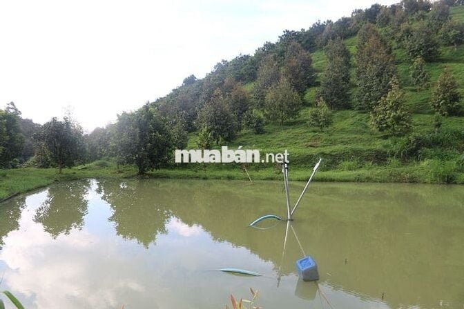 Bán Trang trại 75000m2 Lộc Nam- Bảo Lâm- Lâm Đồng cũ