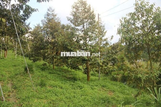 Bán Trang trại 75000m2 Lộc Nam- Bảo Lâm- Lâm Đồng cũ