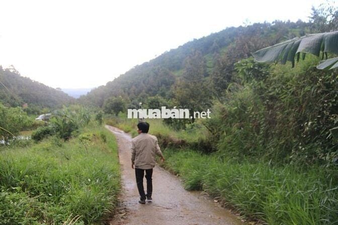 Bán Trang trại 75000m2 Lộc Nam- Bảo Lâm- Lâm Đồng cũ