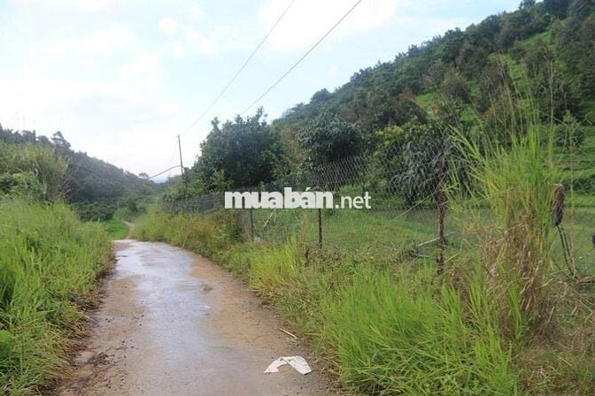 Bán Trang trại 75000m2 Lộc Nam- Bảo Lâm- Lâm Đồng cũ