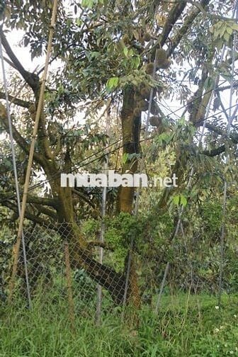 Bán Trang trại 75000m2 Lộc Nam- Bảo Lâm- Lâm Đồng cũ