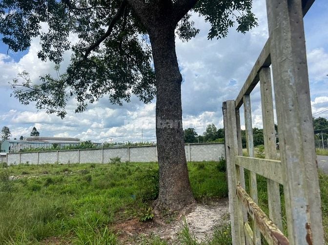 ĐẤT Lai Hưng, bàu bàng sát BẾN CÁT - CHÍNH CHỦ CẦN BÁN GẤP!