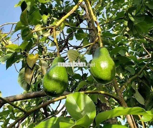 BÁN VƯỜN ĐẤT CÓ VILLA  – VIEW ĐỒI THÔNG, GẦN ĐÀ LẠT