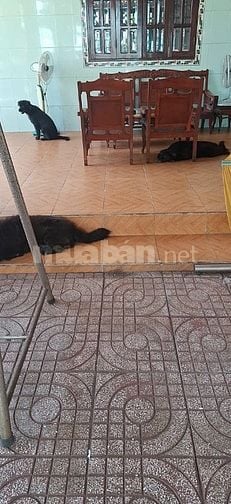 TÌM NGƯỜI CÓ SỨC KHỎE CHĂM CỤ ÔNG 80 TUỔI