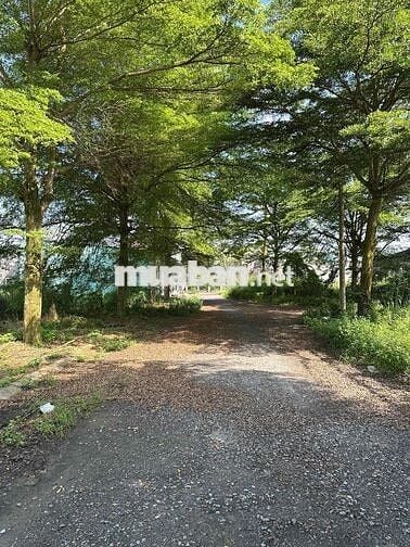 CHÍNH CHỦ CẦN BÁN ĐẤT THỔ CƯ – XÃ LONG HÒA, TỈNH LONG AN 📍 Vị trí: Xã