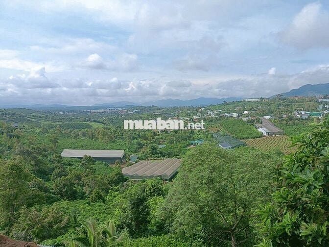 BÁN CĂN HOMESTAY BẢO LỘC - PHƯỜNG 1, Cách Đường Nguyễn Văn Cừ 200m