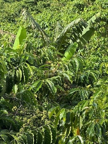 Cần bán 12 lô đất. Xã Phú Hội, Xã Ninh Gia, xã Tà Hine. xã Lạc Dương. 