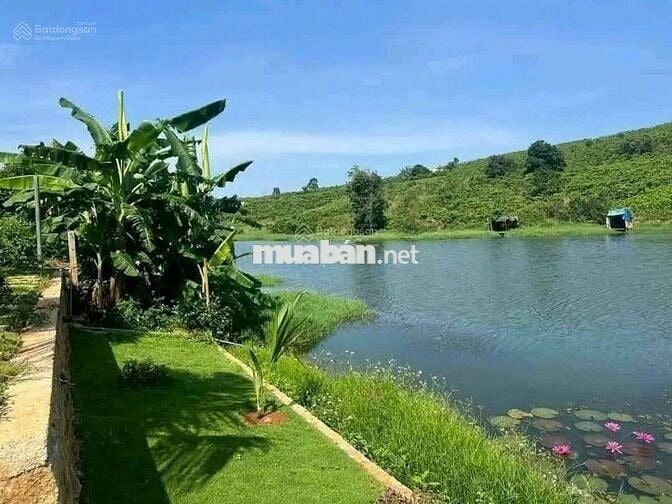 Bán nhanh lô đất view hồ 23x82,3m 1893m2 giá 500triệu sẵn nhà homestay