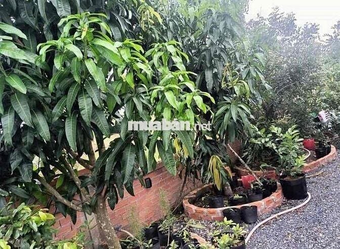 kẹt tiền cần bán đất có sẵn thổ cư