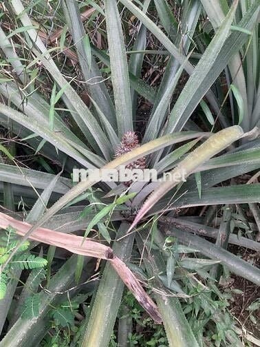 🔥 GIÁ NGỘP – 1020M² ĐẤT VƯỜN CHÍNH CHỦ TẠI ĐỊNH QUÁN – CHỈ 399 TRIỆU