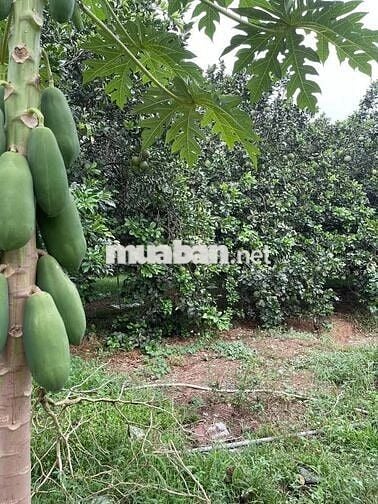 🔥 GIÁ NGỘP – 1020M² ĐẤT VƯỜN CHÍNH CHỦ TẠI ĐỊNH QUÁN – CHỈ 399 TRIỆU