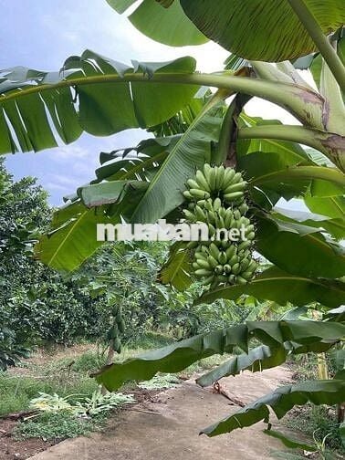 🔥 GIÁ NGỘP – 1020M² ĐẤT VƯỜN CHÍNH CHỦ TẠI ĐỊNH QUÁN – CHỈ 399 TRIỆU