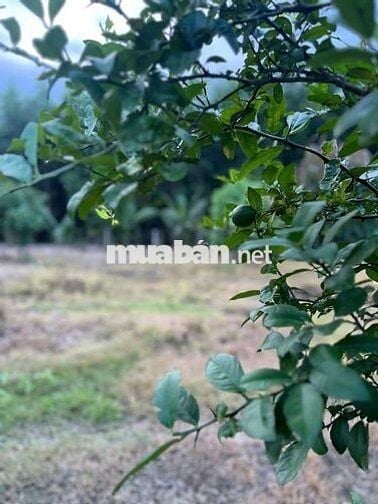 Đất trồng cây, Diên đồng Diên Khánh Hòa