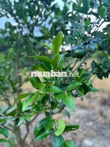 Đất trồng cây, Diên đồng Diên Khánh Hòa