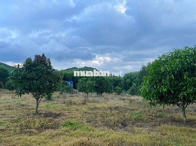 Đất trồng cây, Diên đồng Diên Khánh Hòa