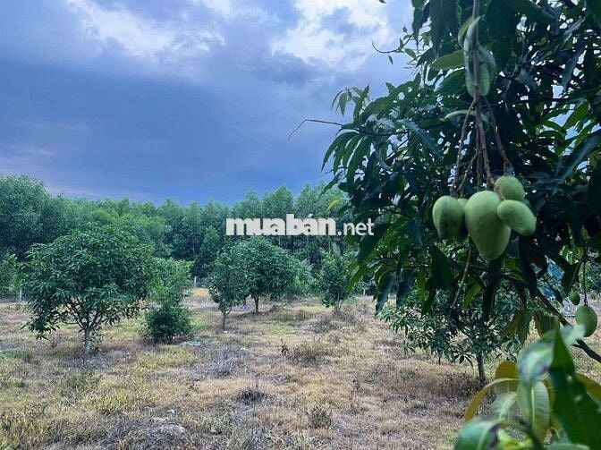 Đất trồng cây, Diên đồng Diên Khánh Hòa