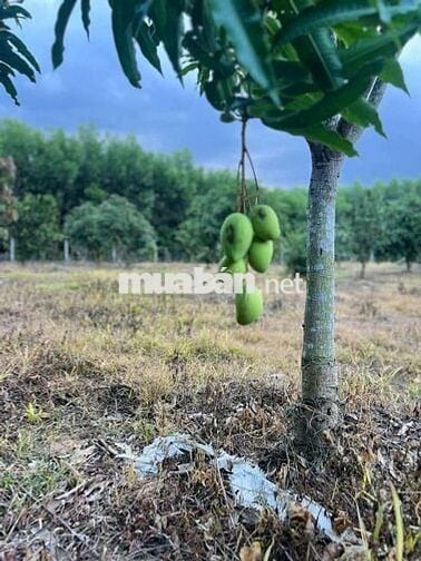 Đất trồng cây, Diên đồng Diên Khánh Hòa