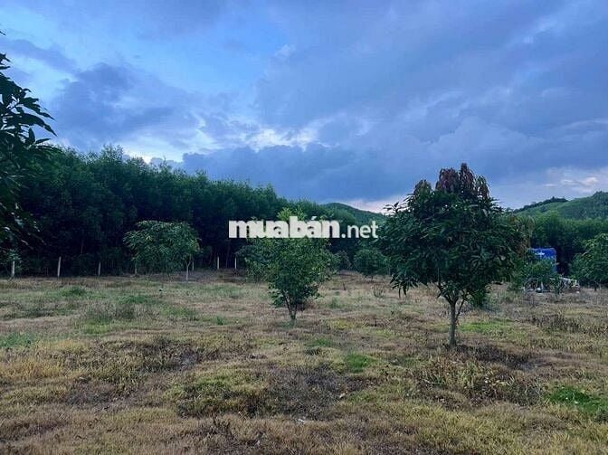 Đất trồng cây, Diên đồng Diên Khánh Hòa