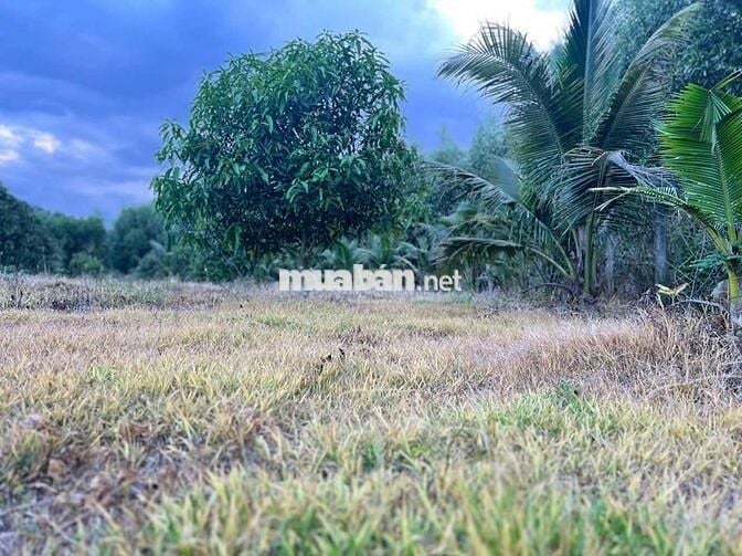 Đất trồng cây, Diên đồng Diên Khánh Hòa