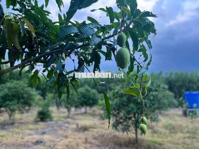 Đất trồng cây, Diên đồng Diên Khánh Hòa