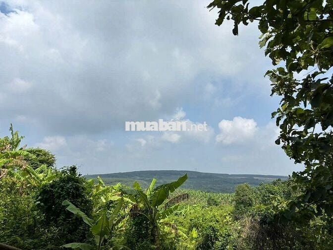 🌿 BÁN GẤP 1500M² VƯỜN VIEW ĐỒI THƠ MỘNG GẦN HỒ TRỊ AN – GIÁ 800TR/SÀO