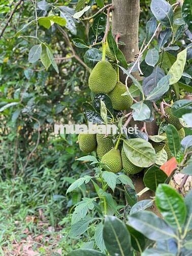 🌿 Chốn nghỉ xanh bên suối – Đất vườn và nhà sẵn chỉ 799TR giữa lòng ĐN