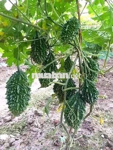 🌿 BÁN GẤP 1500M² VƯỜN VIEW ĐỒI THƠ MỘNG GẦN HỒ TRỊ AN – GIÁ 800TR/SÀO