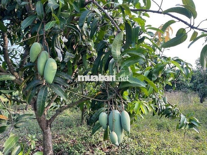 🌿 Chốn nghỉ xanh bên suối – Đất vườn và nhà sẵn chỉ 799TR giữa lòng ĐN