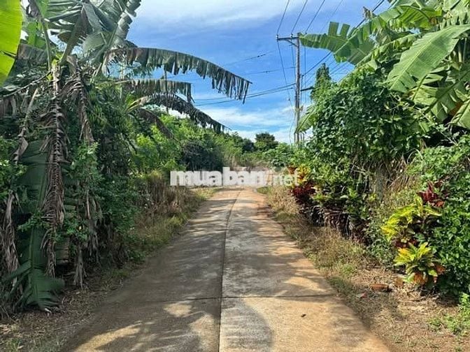 🌿 BÁN GẤP 1500M² VƯỜN VIEW ĐỒI THƠ MỘNG GẦN HỒ TRỊ AN – GIÁ 800TR/SÀO