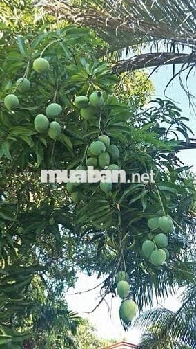 🌿 Chốn nghỉ xanh bên suối – Đất vườn và nhà sẵn chỉ 799TR giữa lòng ĐN