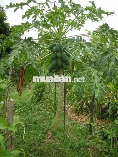 🌿 BÁN GẤP 1500M² VƯỜN VIEW ĐỒI THƠ MỘNG GẦN HỒ TRỊ AN – GIÁ 800TR/SÀO