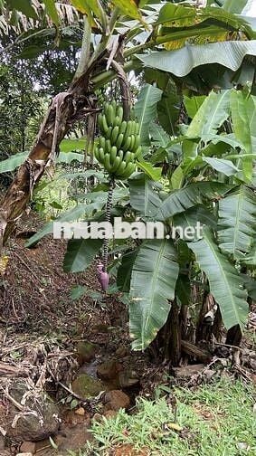 🌿 BÁN GẤP 1500M² VƯỜN VIEW ĐỒI THƠ MỘNG GẦN HỒ TRỊ AN – GIÁ 800TR/SÀO